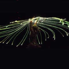 LED Light Up Fiber Optic Swirl Jelly Fish Dance Props